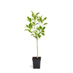 Calamondin Tree -Garden Plant Store ORG CAL 12 1QT