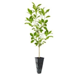 Calamondin Tree -Garden Plant Store ORG CAL 23 C