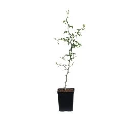 Hardy Orange Tree 'Flying Dragon' -Garden Plant Store ORG JHO 12 1QT