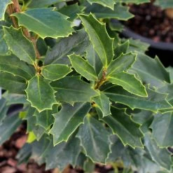 Oak Leaf™ Holly Tree -Garden Plant Store Oak Leaf Holly 3