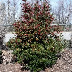 Oak Leaf™ Holly Tree -Garden Plant Store Oak Leaf Holly 4
