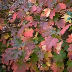 Oakleaf Hydrangea Shrub -Garden Plant Store Oakleaf Hydrangea 2 FGT