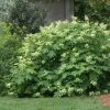 Oakleaf Hydrangea Shrub 1 Oakleaf Hydrangea Shrub -Garden Plant Store Oakleaf Hydrangea FGT 600x600 d2944eba ae70 47b7 8382 af278ed9c7a7
