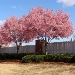 Okame Cherry Tree -Garden Plant Store Okame Cherry 02 FGT