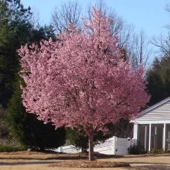 Okame Cherry Tree -Garden Plant Store Okame Cherry 04 FGT 8eeee0d6 b2d6 4235 9482 7e6f03b8bf93