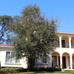 Oliana Olive Tree -Garden Plant Store Oliana Olive 2