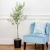 Oliana Olive Tree