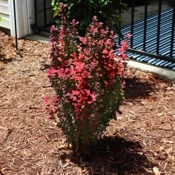 Orange Rocket Barberry Shrub -Garden Plant Store Orange Rocket Barberry 5 FGT
