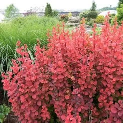 Featured Products 5 Orange Rocket Barberry Shrub