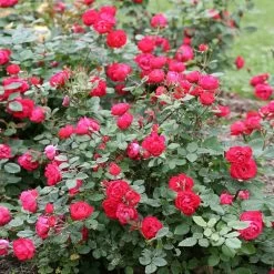 Oso Easy® Double Red Rose -Garden Plant Store Oso Double Red Rose 1