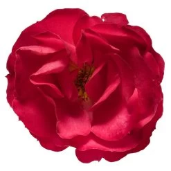 Oso Easy® Double Red Rose -Garden Plant Store Oso Double Red Rose 3