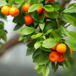 Owari Satsuma Mandarin Tree - USDA Organic -Garden Plant Store Owari Satsuma Mandarin 3 5ad26f0d 36bb 4190 a2a3 1cf6d76e8b3b