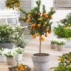 Owari Satsuma Mandarin Tree 1 Owari Satsuma Mandarin Tree -Garden Plant Store Owari Satsuma Mandarin 600x600 5a93bb16 ba8c 4dab 9acb 83e8f945323e