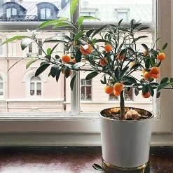 Page Mandarin Tree 8 Page Mandarin Tree -Garden Plant Store Page Mandarin Tree 1 FGT