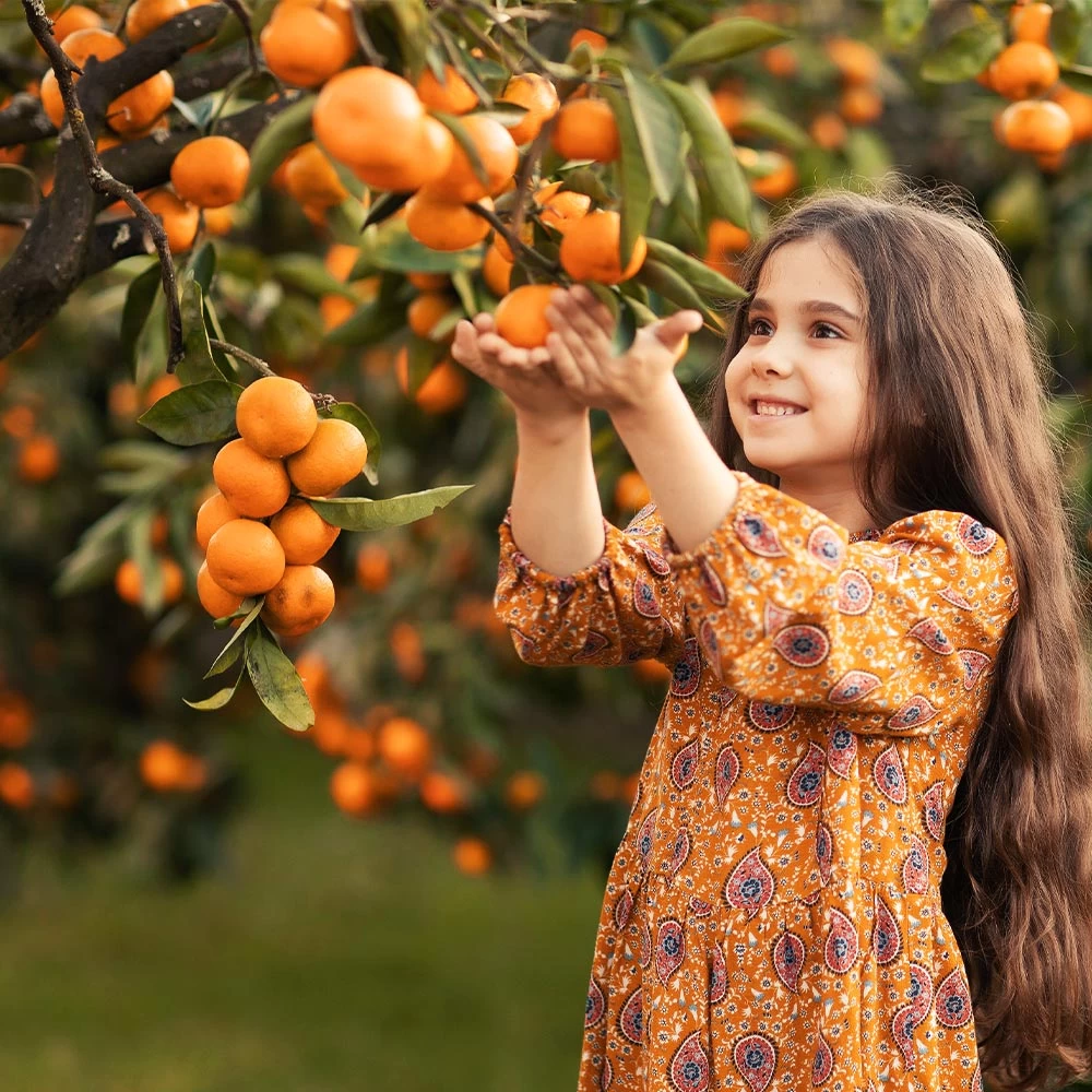 Page Mandarin Tree 4 Page Mandarin Tree - Image 2