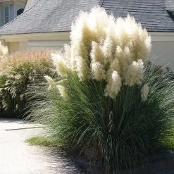 Pampas Grass 7 Pampas Grass -Garden Plant Store Pampas Grass 4 FGT