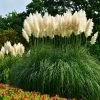 Pampas Grass 1 Pampas Grass -Garden Plant Store Pampas Grass FGT 600x600 436bbafb 3875 4ed1 ac01 b037b42f7a7d