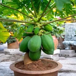 Smoothie Kit 16 Smoothie Kit -Garden Plant Store Papaya 7 162ff59f 0e07 40ea a21e f21fee430e6d