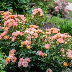 Peach Drift® Rose 7 Peach Drift® Rose -Garden Plant Store Peach Drift Rose 2 FGT