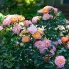 Peach Drift® Rose 1 Peach Drift® Rose -Garden Plant Store Peach Drift Rose FGT 600x600 f8ca7bd1 fa31 4812 a01e d374c6e508cc