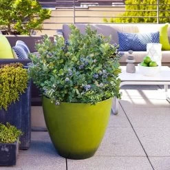 Bushel And Berry® Peach Sorbet™ Blueberry Bush -Garden Plant Store Peach Sorbet BLueberry 2 FGT