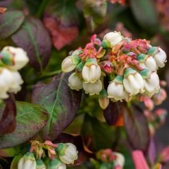 Bushel And Berry® Peach Sorbet™ Blueberry Bush -Garden Plant Store Peach Sorbet BLueberry 5