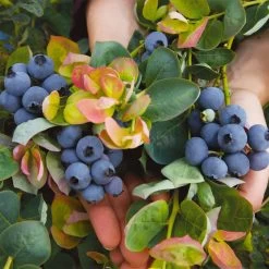 Bushel And Berry® Peach Sorbet™ Blueberry Bush -Garden Plant Store Peach Sorbet BLueberry 7