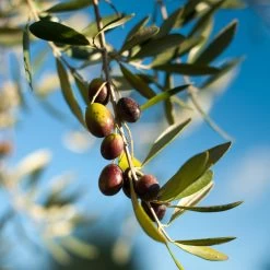 Pendolino Olive Tree -Garden Plant Store Pendolino Olive