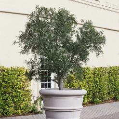 Pendolino Olive Tree -Garden Plant Store Pendolino Olive FGT 2