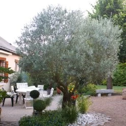 Pendolino Olive Tree -Garden Plant Store Pendolino Olive FGT 3