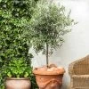 Pendolino Olive Tree -Garden Plant Store Pendolino Olive FGT 600x600 231f38ca 5d36 47ad 97c6 31ac8f015baf