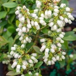 Bushel And Berry® Perpetua Blueberry -Garden Plant Store Perpetua Blueberry 3