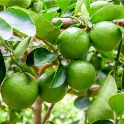 Persian 'Bearss' Lime Tree - USDA Organic -Garden Plant Store Persian Lime Tree 5 FGT 41a57d08 50dd 41a5 856b af8657a65429