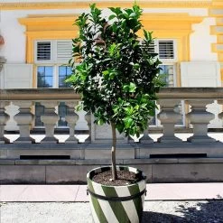 Persian 'Bearss' Lime Tree - USDA Organic