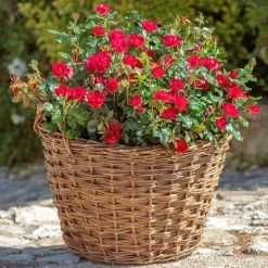 Petite Knock Out® Rose 13 Petite Knock Out® Rose -Garden Plant Store Petite Red Knockout Rose2 FGT