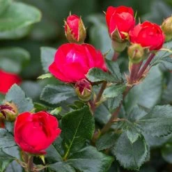 Petite Knock Out® Rose 10 Petite Knock Out® Rose -Garden Plant Store Petite Red Knockout Rose3