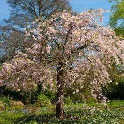 Pink Weeping Cherry Tree 10 Pink Weeping Cherry Tree -Garden Plant Store Pink Double Weeping Cherry 6 FGT