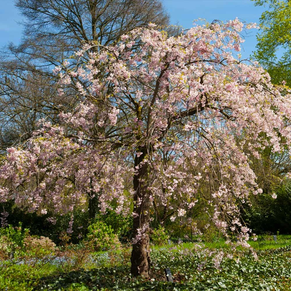 Pink Weeping Cherry Tree 6 Pink Weeping Cherry Tree - Image 4
