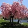 Pink Weeping Cherry Tree -Garden Plant Store Pink Double Weeping Cherry FGT 600x600 fe3202ca cfcc 4c82 beaf b9dc8cd4cd7b