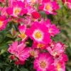 Pink Drift® Rose 1 Pink Drift® Rose -Garden Plant Store Pink Drift Rose FGT 600x600 20d4fd32 04cb 474a b152 7b9c720d0596