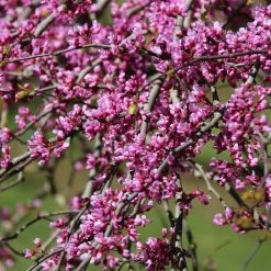 Pink Heartbreaker Redbud Tree -Garden Plant Store Pink Heartbreaker Redbud 1