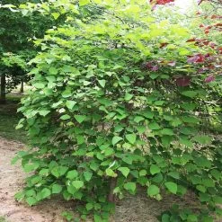 Pink Heartbreaker Redbud Tree -Garden Plant Store Pink Heartbreaker Redbud 4