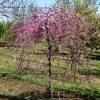 Pink Heartbreaker Redbud Tree