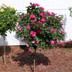 Pink Knock Out® Rose Tree -Garden Plant Store Pink Knockout Rose Tree 2