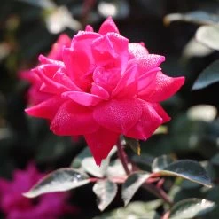 Pink Knock Out® Rose Tree -Garden Plant Store Pink Knockout Rose Tree 3 FGT