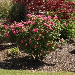 Double Pink Knock Out® Rose -Garden Plant Store Pink Knockout Shrub 3