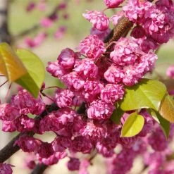 Featured Products 3 'Pink Pom Poms' Redbud Tree