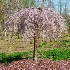 Pink Snow Showers™ Weeping Cherry Tree -Garden Plant Store Pink Snow Showers Flowering Chery 1