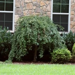 Pink Snow Showers™ Weeping Cherry Tree -Garden Plant Store Pink Snow Showers Flowering Chery 4