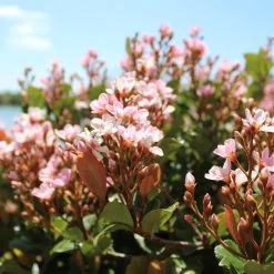 Pinkie Indian Hawthorn Shrub -Garden Plant Store Pink indian Hawthorn 2